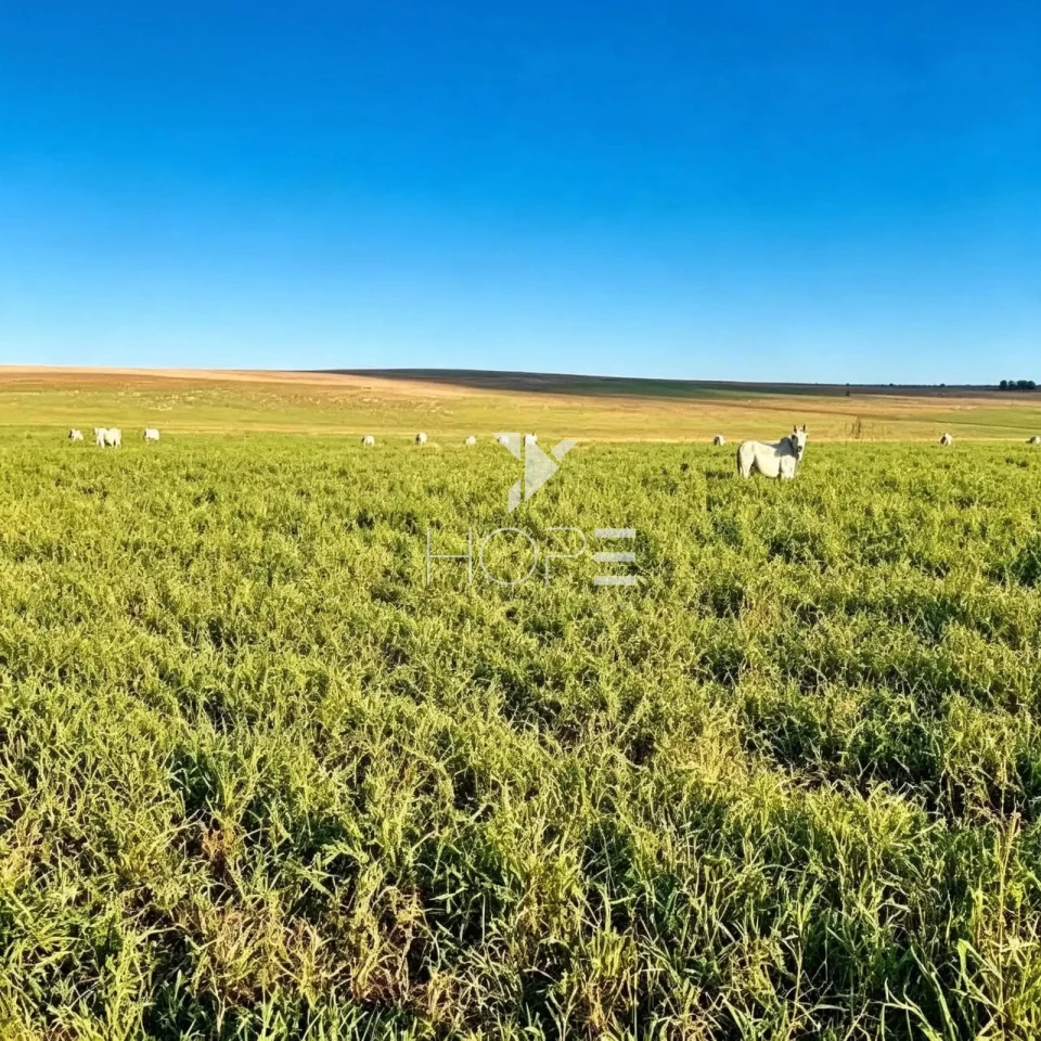 Imagens do imóveis Fazenda à Venda - Agricultura e Pecuária - Topografia Plana – 5.359 Hectares – Sonora – Sonora/MS