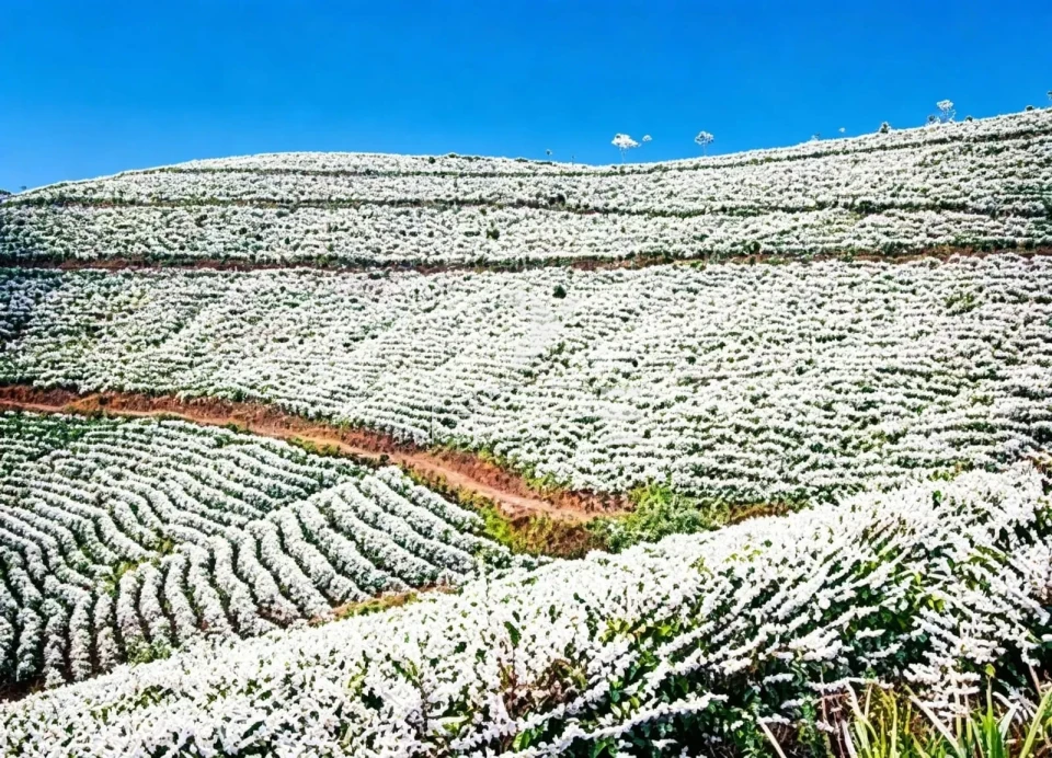 Fazenda cafeeira à venda com 1.333 hectares - 900 hectares em café - alta produtividade - Minas Gerais