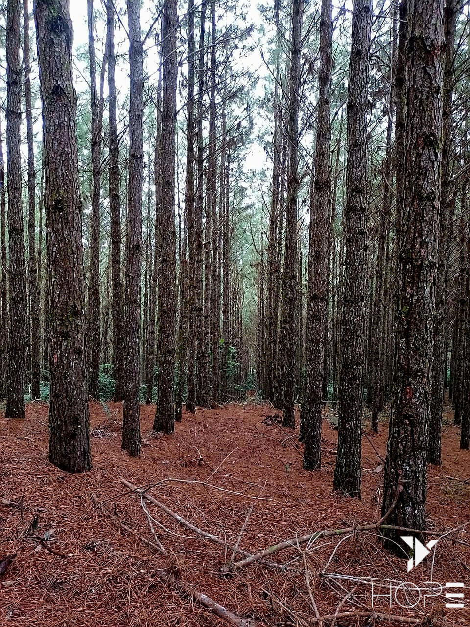 Imagens do imóveis Fazenda de Pinus à venda em Adrianópolis/PR – 200 hectares