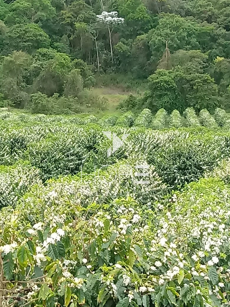 Imagens do imóveis fazenda cafeeira à venda 970 hectares produção de exportação – município de Capelinha – Minas Gerais