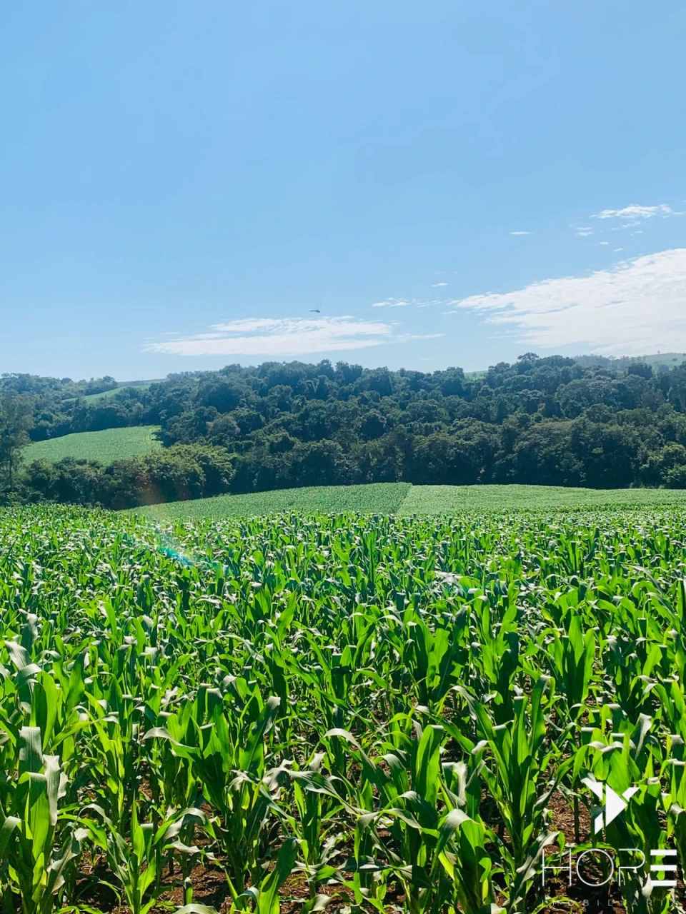 Imagens do imóveis Fazenda agrícola e pecuária à venda – 84 alqueires – Sertanópolis/PR