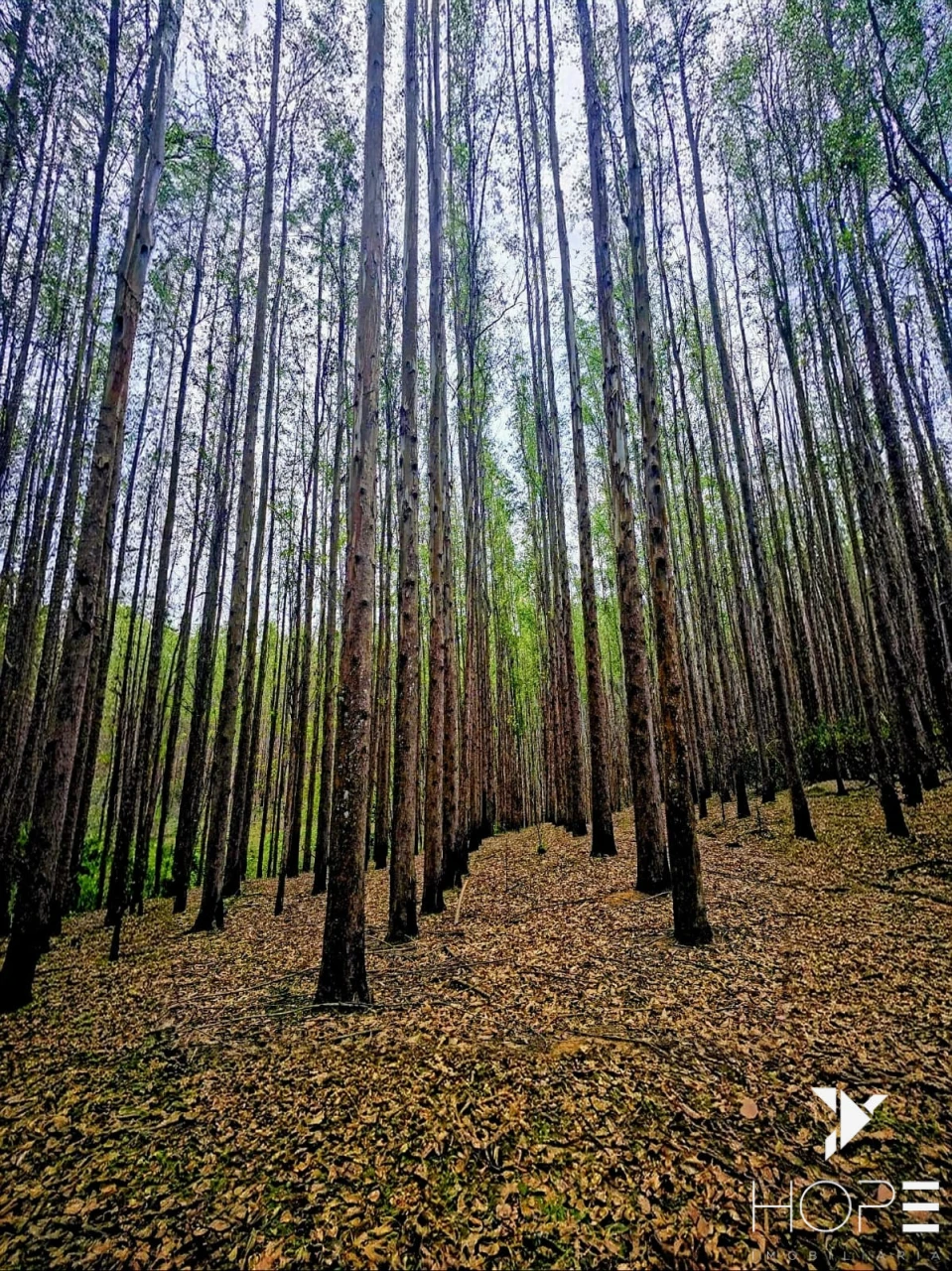 FAZENDA DE 216 ALQUEIRES COM EUCALIPTO À VENDA – VALE DO PARAÍBA/SP