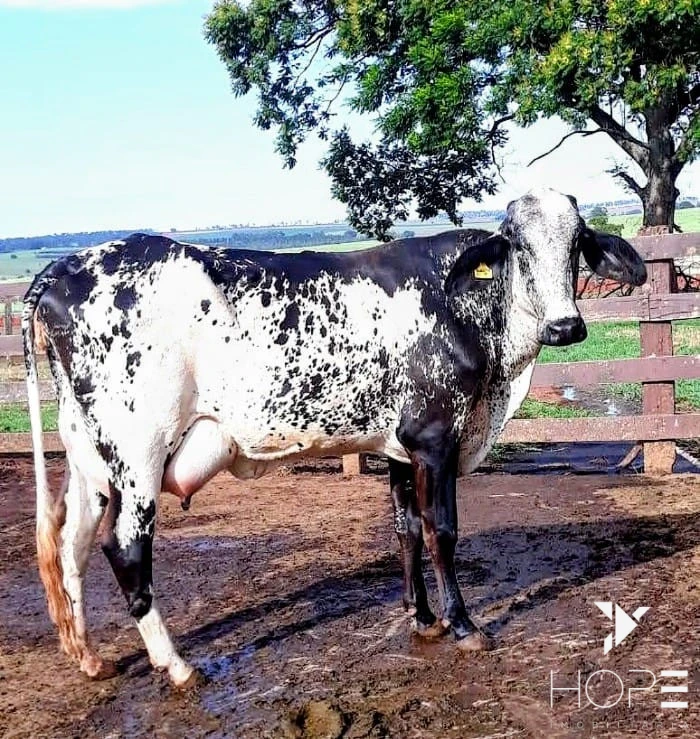 Imagens do imóveis Fazenda à Venda – 78 Alqueires – Pecuária – Região de Paranavaí/PR
