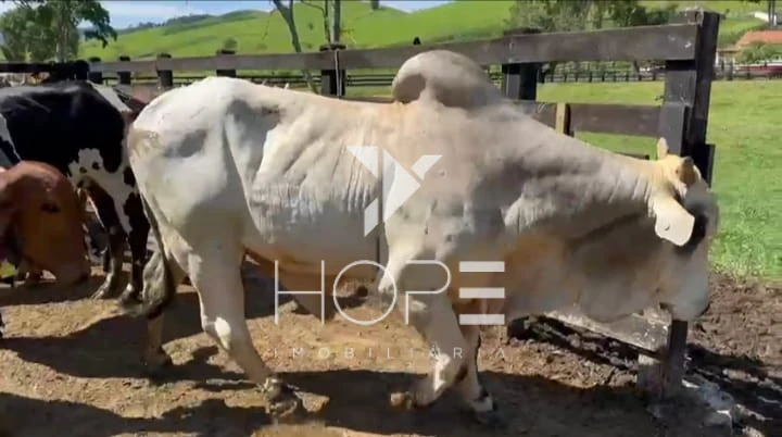 Imagens do imóveis Fazenda à venda 330 Alqueires – agricultura e pecuária estrutura completa – Vale do Paraíba – São Paulo