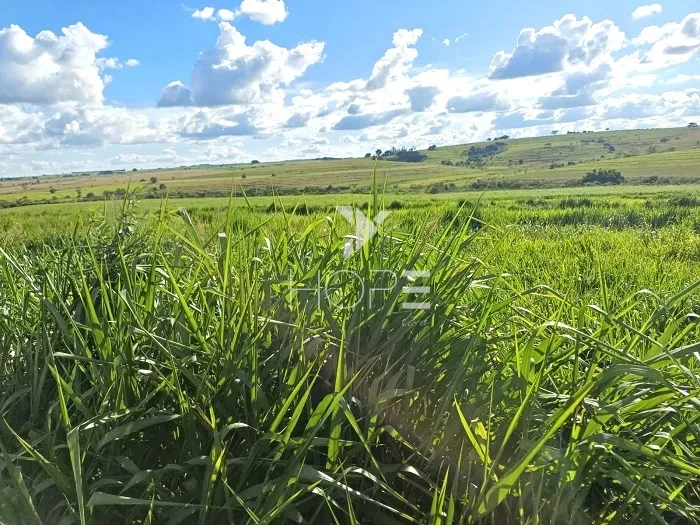 Imagens do imóveis Fazenda à Venda - 80% Plano – 110 Alqueires – Costa Machado – Costa Machado/SP