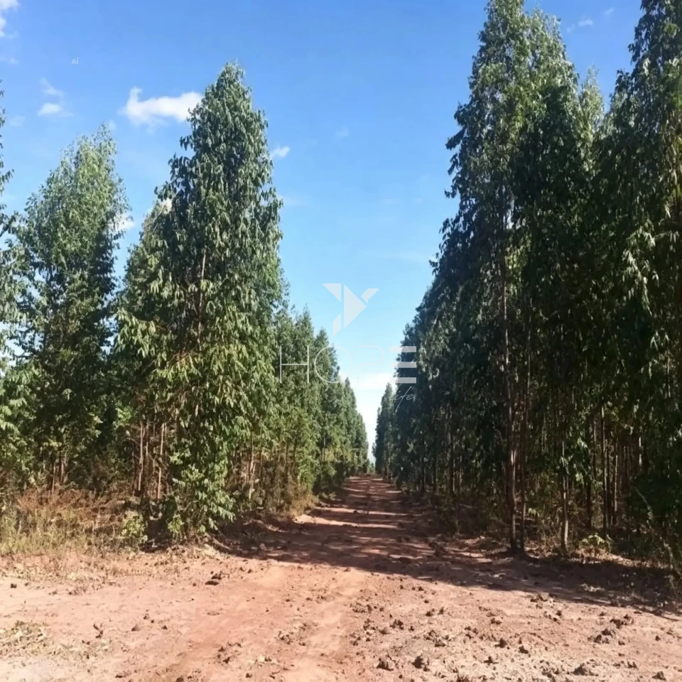 Fazenda à Venda com Aptidão Pecuária e Florestal – 513 Hectares – Brasilândia de Minas/MG
