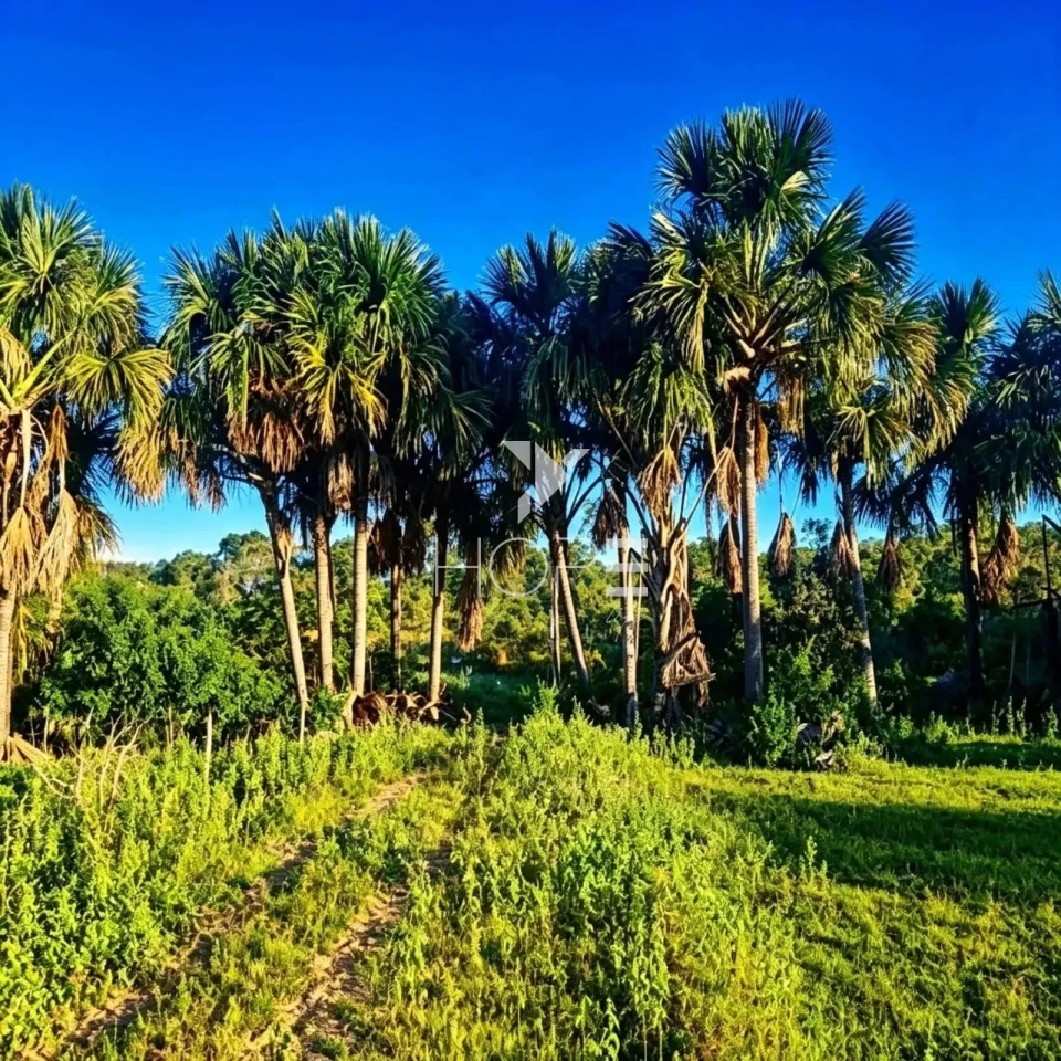 Imagens do imóveis Fazenda à Venda - Reflorestamento e Pecuária – 4.000 Hectares – São Romão/MG