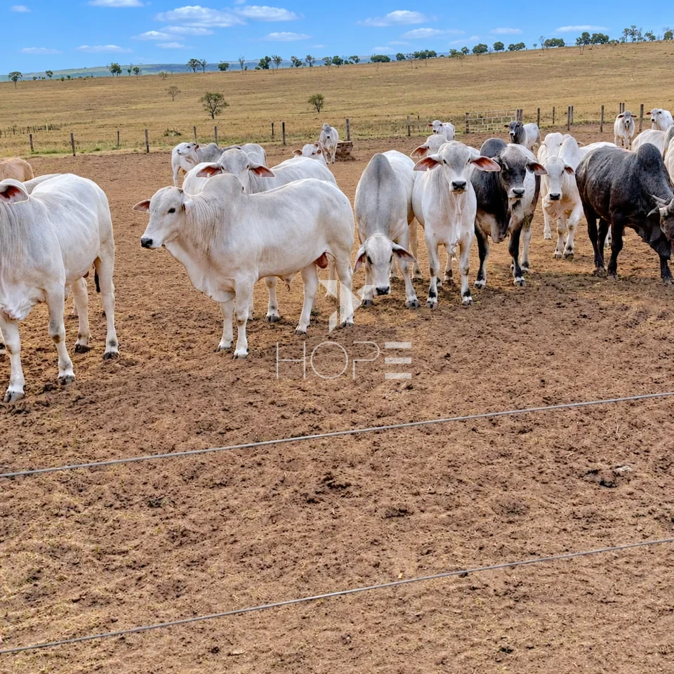 Imagens do imóveis Fazenda à Venda com Aptidão Pecuária – 235 Alqueires – Nova Andradina – Nova Andradina/MS