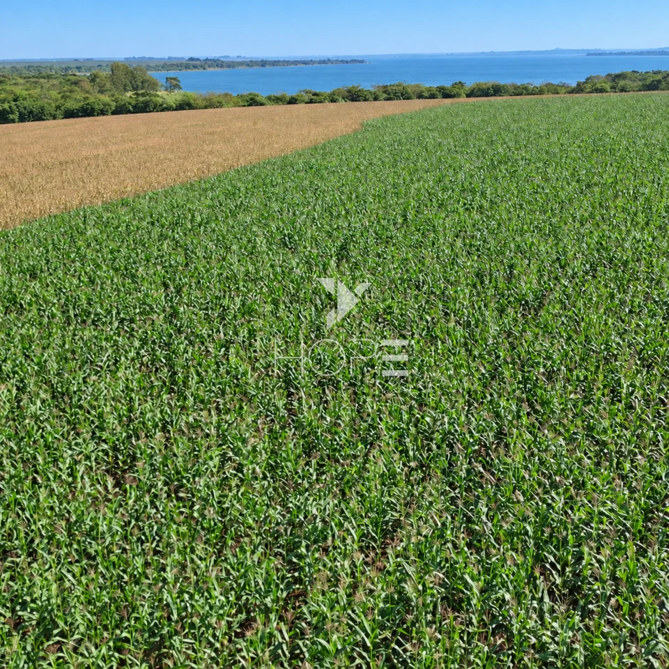 Imagens do imóveis Fazenda á Venda - 755 Hectares - Frente para a Represa do Rio Tibagi - Sertaneja/PR