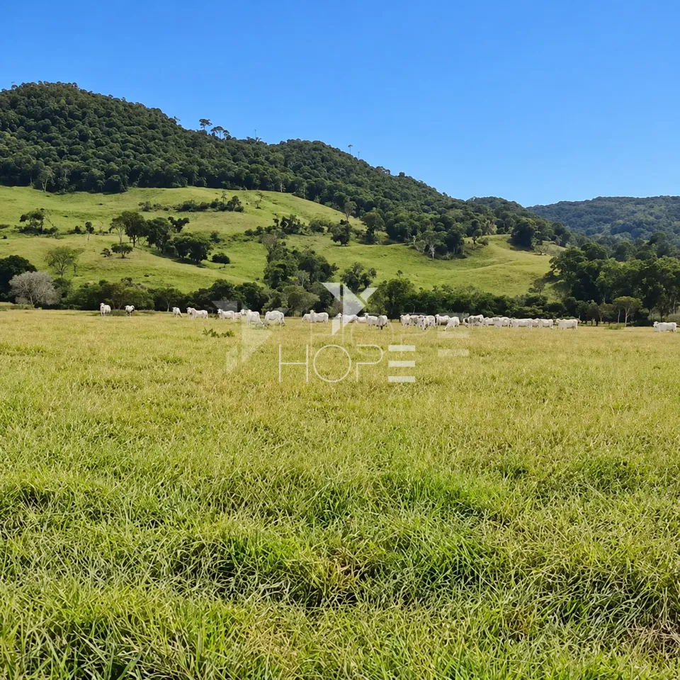 Imagens do imóveis Fazenda à Venda – Zona Rural – Rubiataba/GO