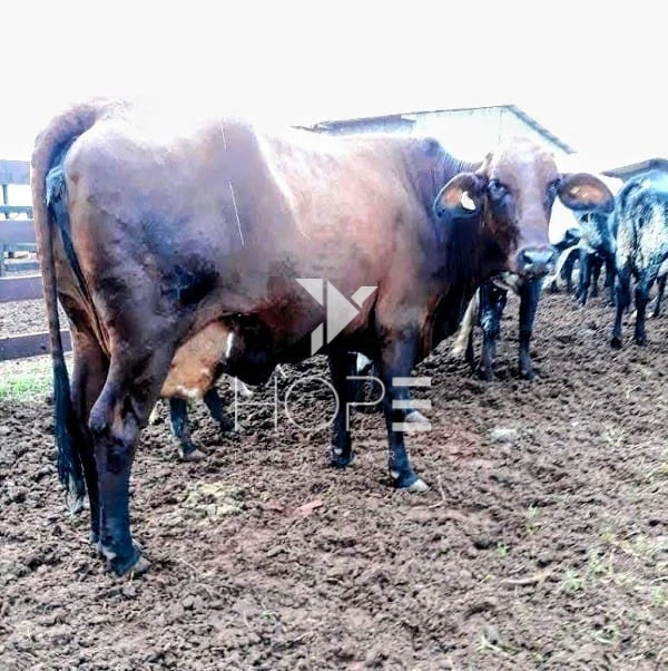 Imagens do imóveis Fazenda Leiteira Porteira Fechada à Venda – 78 Alqueires – Paranavaí/PR – Estrutura Completa + Usina Solar