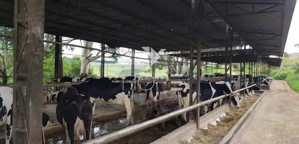 Imagens do imóveis fazenda leiteira à venda com 127 alqueires - laticínio próprio - porteira fechada - Pouso Alegre MG