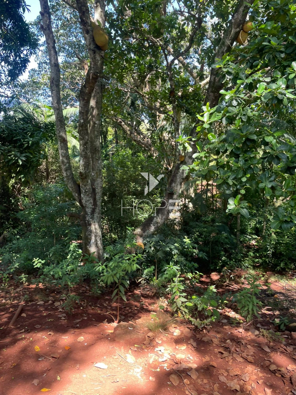 Imagens do imóveis Sítio à venda com 7.5 alqueires - Área para plantio - Jataizinho/PR