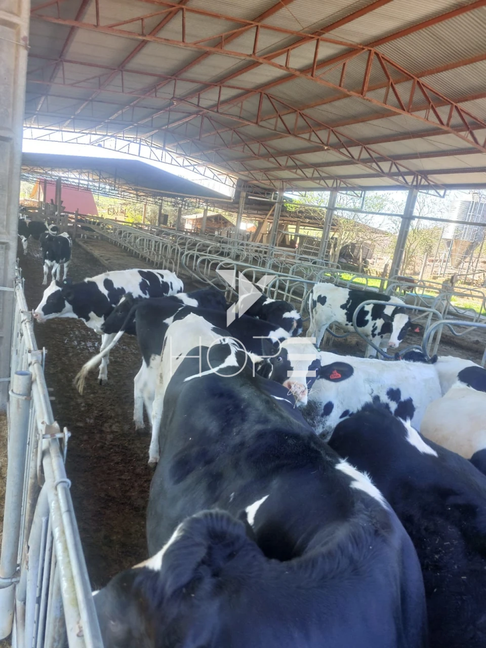 Imagens do imóveis Fazenda à venda 53 alqueires leiteira – região de Guarapuava – Paraná