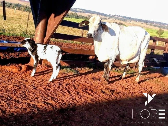 Imagens do imóveis Fazenda à Venda – 78 Alqueires – Pecuária – Região de Paranavaí/PR
