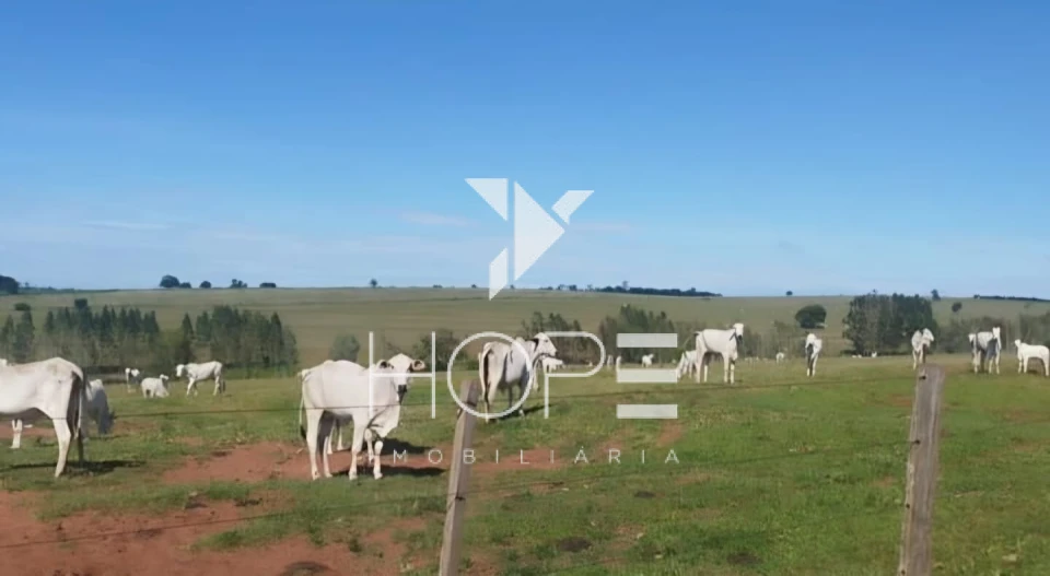 Imagens do imóveis Fazenda à venda 126 alqueires pecuária – região de Loanda – Paraná