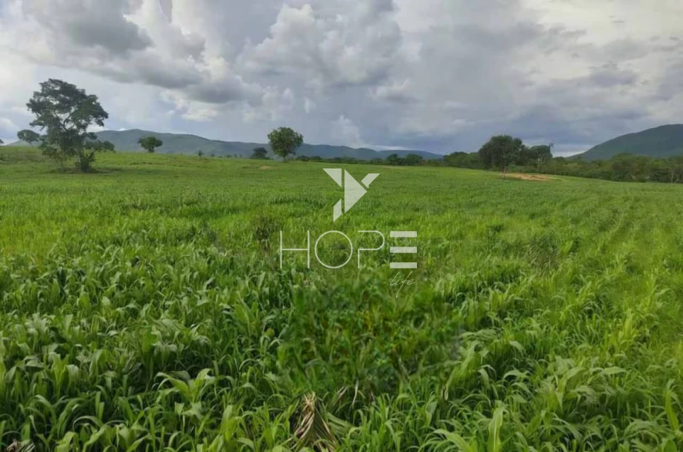 Imagens do imóveis Fazenda à venda 2.725 hectares pecuária porteira fechada – região de Monte Alegre de Goiás – Goiás