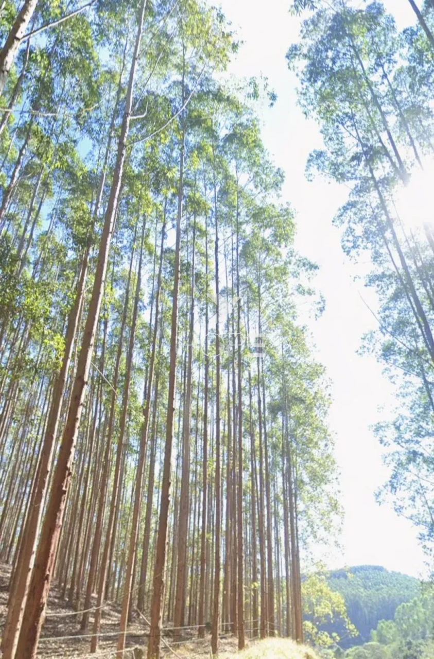 Imagens do imóveis Fazenda de eucalipto à venda com 124 alqueires - alto potencial florestal - Vale do Paraíba - Paraíbuna SP