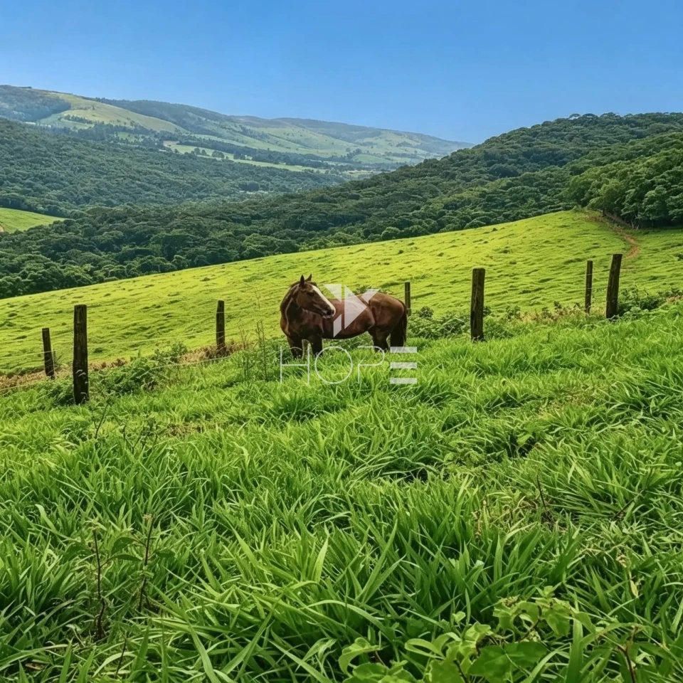 Imagens do imóveis Fazenda à Venda com Potencial Turístico – 30 Alqueires – Capitólio/MG