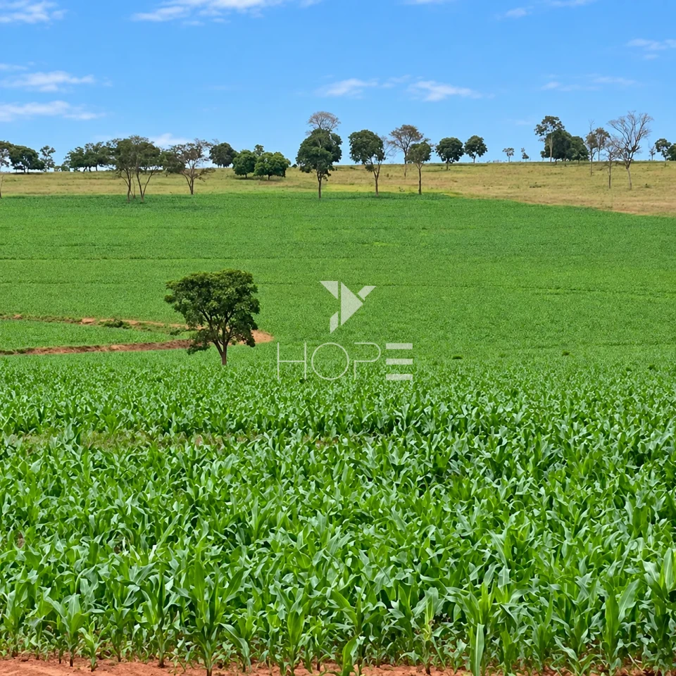 Imagens do imóveis Fazenda à Venda com Aptidão Pecuária – 235 Alqueires – Nova Andradina – Nova Andradina/MS