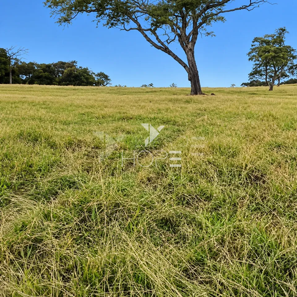 Imagens do imóveis Fazenda à Venda – Zona Rural – Rubiataba/GO