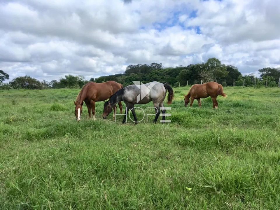 Imagens do imóveis Haras de alto padrão à venda com 7 alqueires - 36 baias - 26 piquetes - São Roque SP