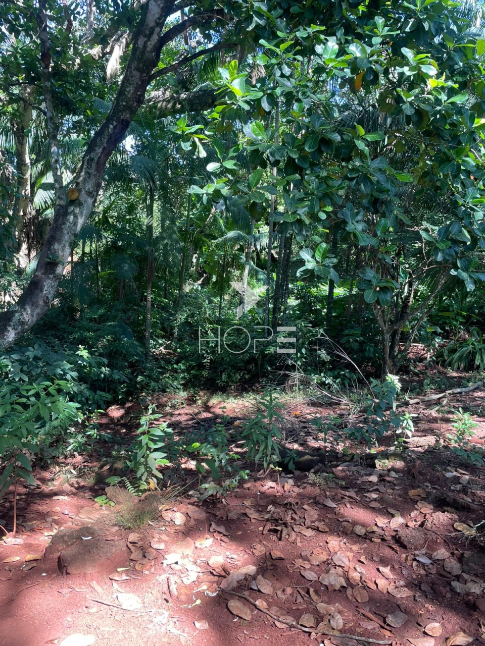 Imagens do imóveis Sítio à venda com 7.5 alqueires - Área para plantio - Jataizinho/PR