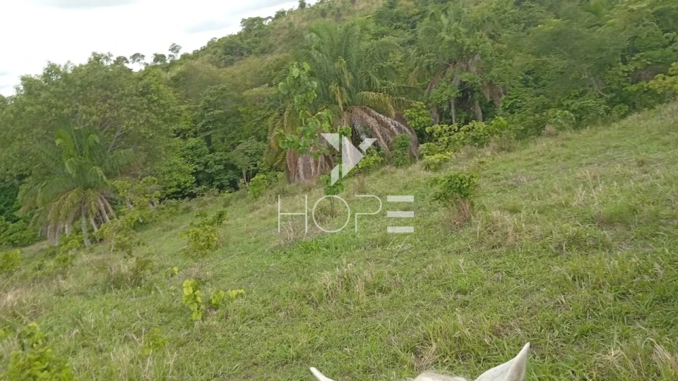 Imagens do imóveis Fazenda à venda com 72 alqueires - 55 em pasto - pronta - curral completo - região de Morro Agudo - Faina GO