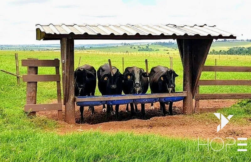 Imagens do imóveis Fazenda à Venda – 78 Alqueires – Pecuária – Região de Paranavaí/PR