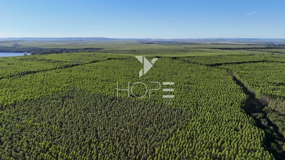 Imagens do imóveis Fazenda à venda com 148 alqueires - eucalipto e pastagem - margem para represa - Paranapanema SP
