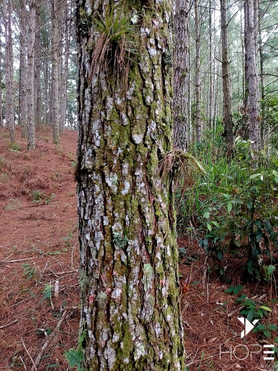 Imagens do imóveis Fazenda de Pinus à venda em Adrianópolis/PR – 200 hectares