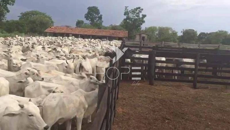Imagens do imóveis Fazenda à venda 2.725 hectares pecuária porteira fechada – região de Monte Alegre de Goiás – Goiás