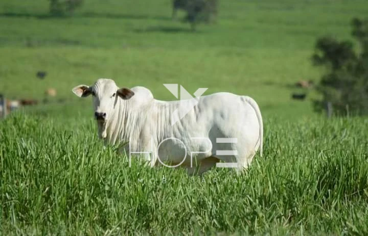 Imagens do imóveis Fazenda à venda 330 Alqueires – agricultura e pecuária estrutura completa – Vale do Paraíba – São Paulo