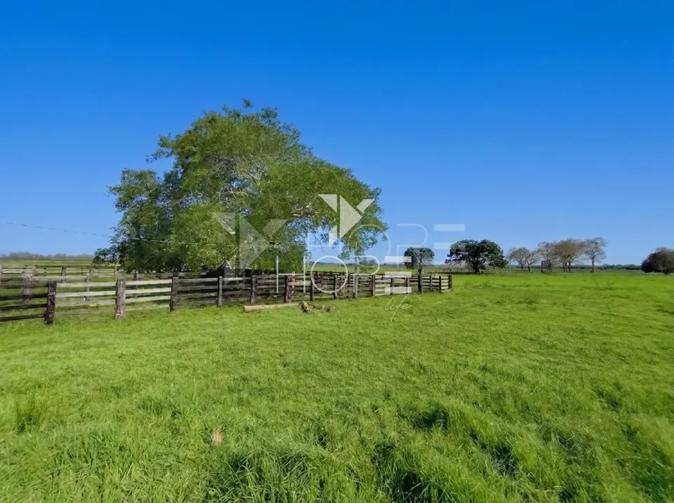 Imagens do imóveis Fazenda Pecuária à Venda – 1.000 Hectares – Estrutura para Pecuária – Poconé/MT