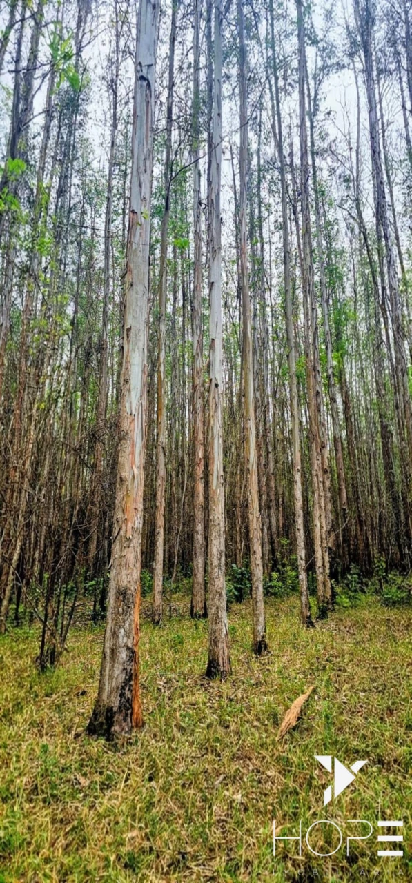 FAZENDA DE 216 ALQUEIRES COM EUCALIPTO À VENDA – VALE DO PARAÍBA/SP