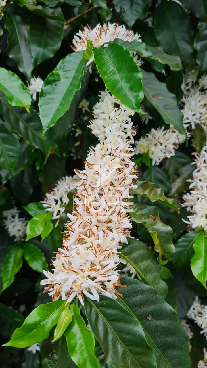 Imagens do imóveis fazenda cafeeira à venda 970 hectares produção de exportação – município de Capelinha – Minas Gerais