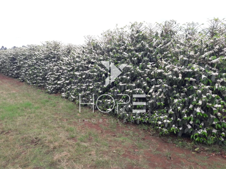 Imagens do imóveis fazenda cafeeira à venda 970 hectares produção de exportação – município de Capelinha – Minas Gerais