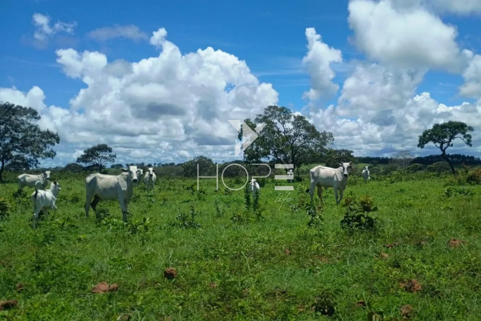 Imagens do imóveis Fazenda à venda com 204.5 alqueires - pecuária bovina - estrutura completa - região de Marília SP