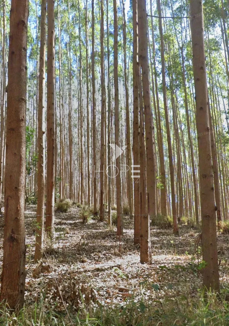 Imagens do imóveis Fazenda de eucalipto à venda com 124 alqueires - alto potencial florestal - Vale do Paraíba - Paraíbuna SP