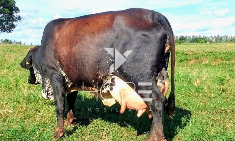 Imagens do imóveis Fazenda Leiteira Porteira Fechada à Venda – 78 Alqueires – Paranavaí/PR – Estrutura Completa + Usina Solar