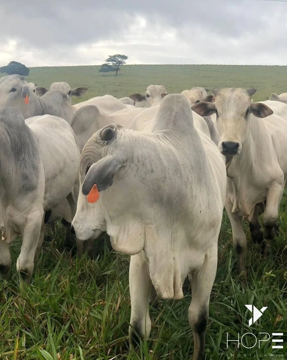 Fazenda à venda – 6.000 hectares – DIVINÓPOLIS/MA – Estrutura completa para pecuária e lavoura