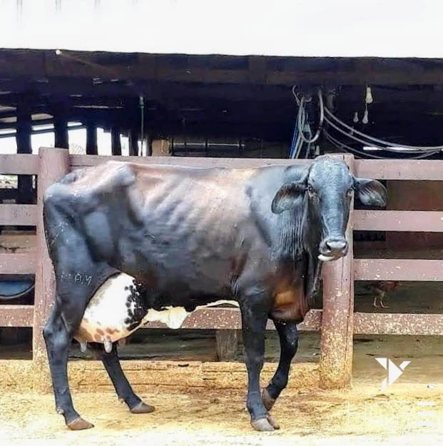 Imagens do imóveis Fazenda à Venda – 78 Alqueires – Pecuária – Região de Paranavaí/PR