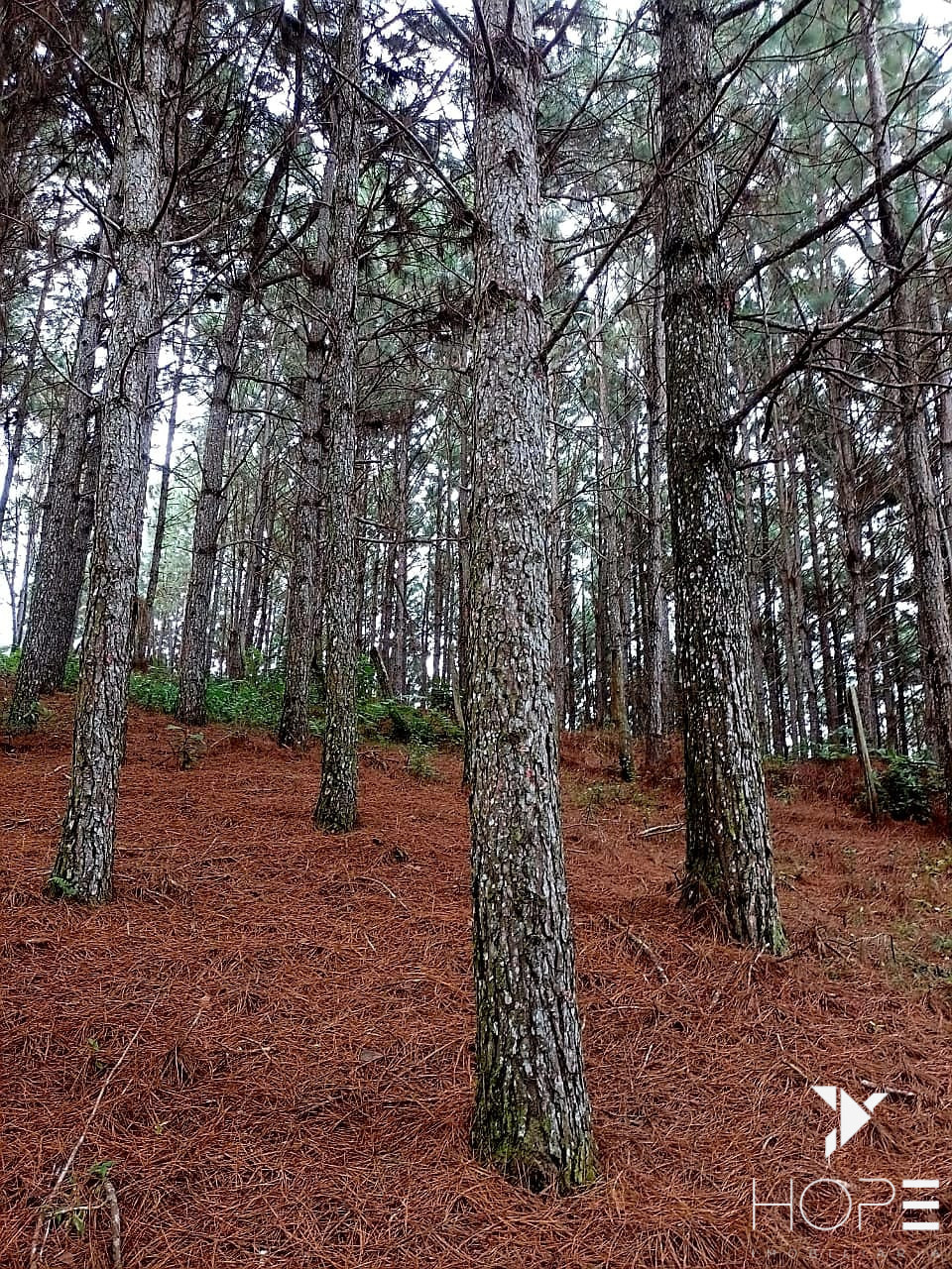 Imagens do imóveis Fazenda de Pinus à venda em Adrianópolis/PR – 200 hectares