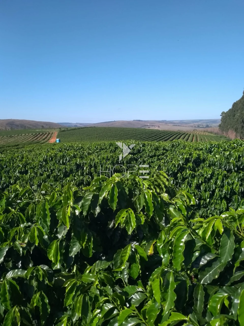 Imagens do imóveis Fazenda à venda 1.006 hectares cafeeira – região de Campos Altos – Minas Gerais