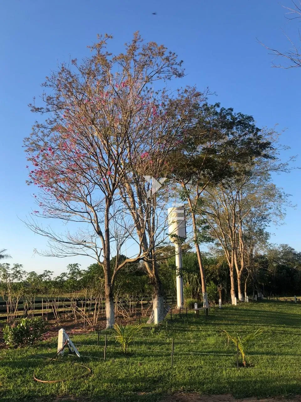 Imagens do imóveis Fazenda à venda com 57 alqueires - dupla aptidão - rio nos fundos - Batayporã MS