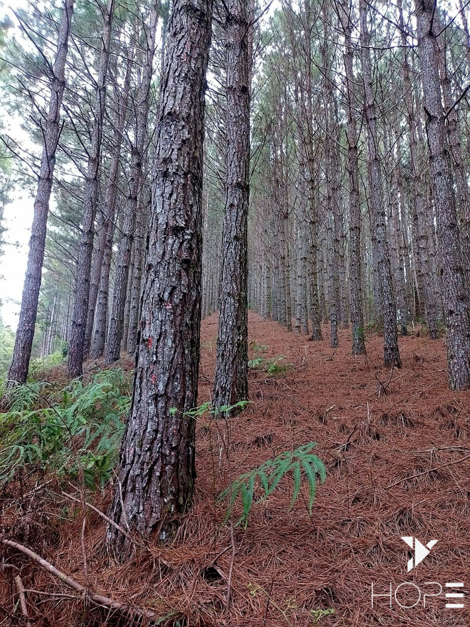 Imagens do imóveis Fazenda de Pinus à venda em Adrianópolis/PR – 200 hectares