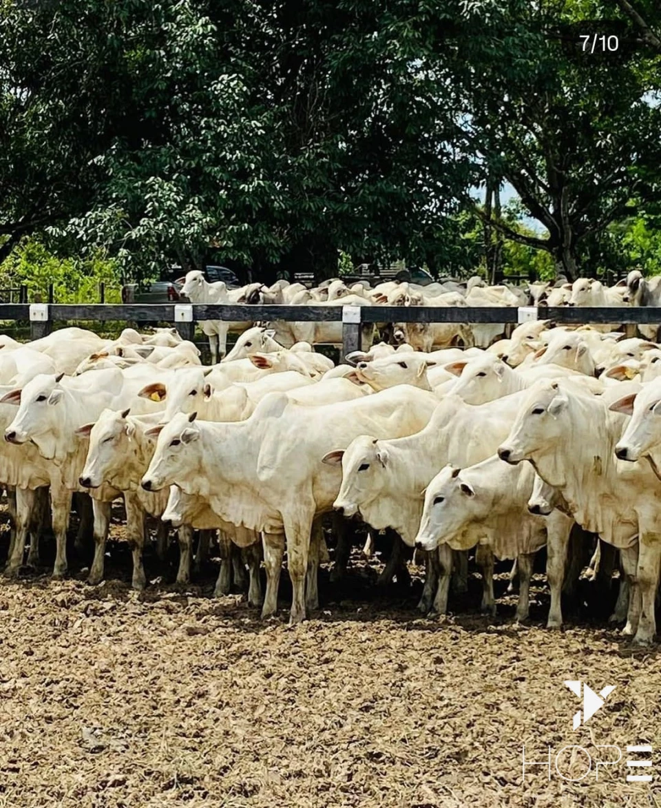 Fazenda à venda – 6.000 hectares – DIVINÓPOLIS/MA – Estrutura completa para pecuária e lavoura