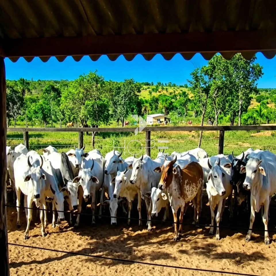 Imagens do imóveis Fazenda à Venda - Reflorestamento e Pecuária – 4.000 Hectares – São Romão/MG