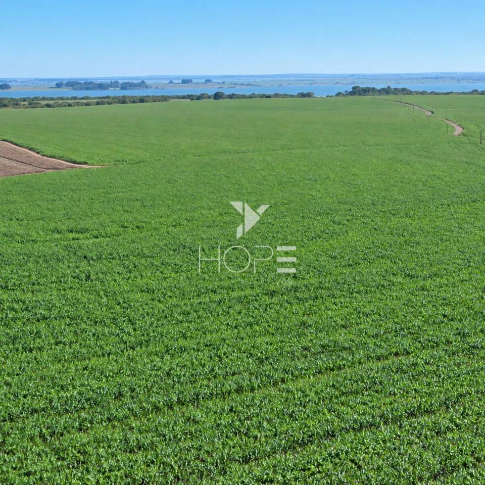 Imagens do imóveis Fazenda á Venda - 755 Hectares - Frente para a Represa do Rio Tibagi - Sertaneja/PR