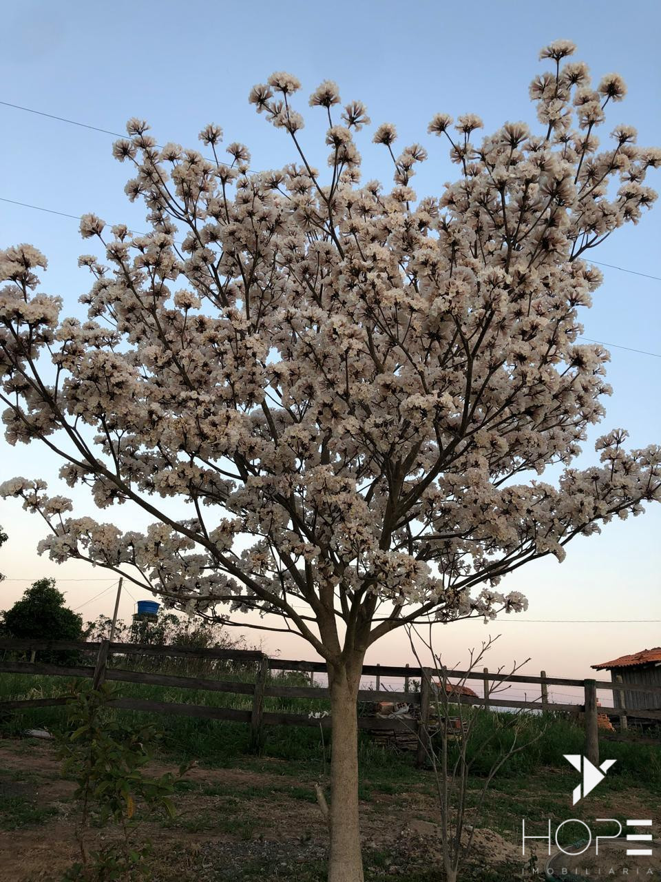 Imagens do imóveis Sítio à Venda com 6 Alqueires em Siqueira Campos – Norte Pioneiro do Paraná